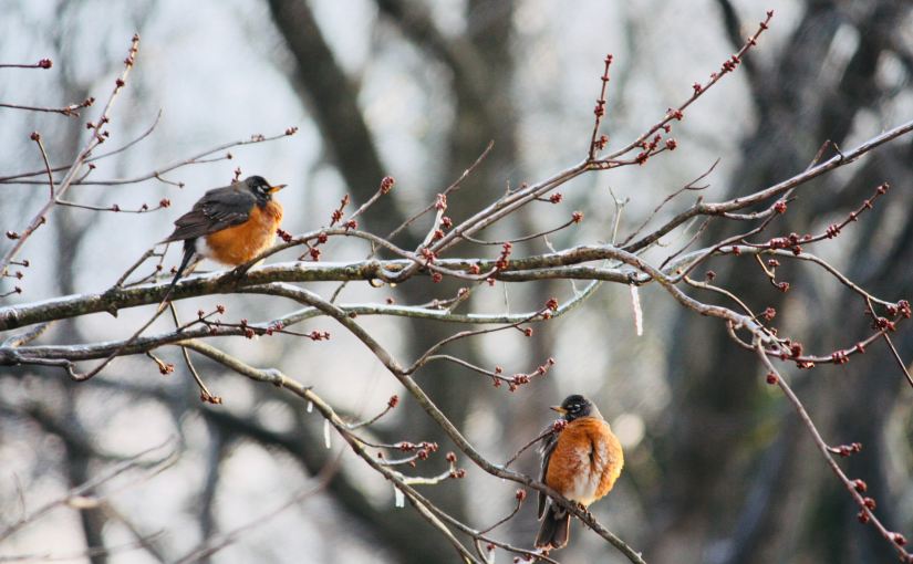 The First Robins